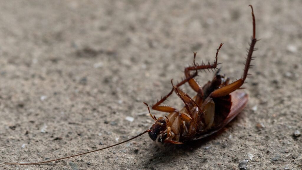 Kammerjäger Notdienst Aachen - Schädlingskontrolle Aachen - Kammerjäger - Schädlingsbekämpfung - Wespen - Ameisen - Motten - Ratten - Mäuse - Maden - Kakerlaken - Tauben - Marder