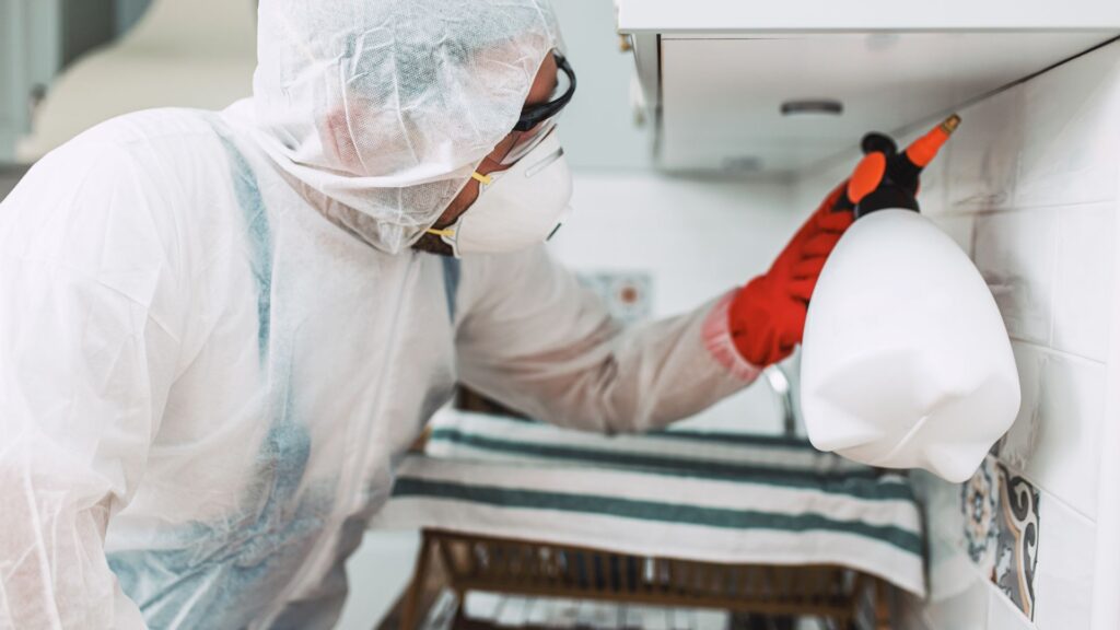 Kammerjäger in Aachen - Schädlingskontrolle Aachen - Schädlingsbekämpfung - Wespen - Ameisen - Mäuse - Ratten - Silberfische