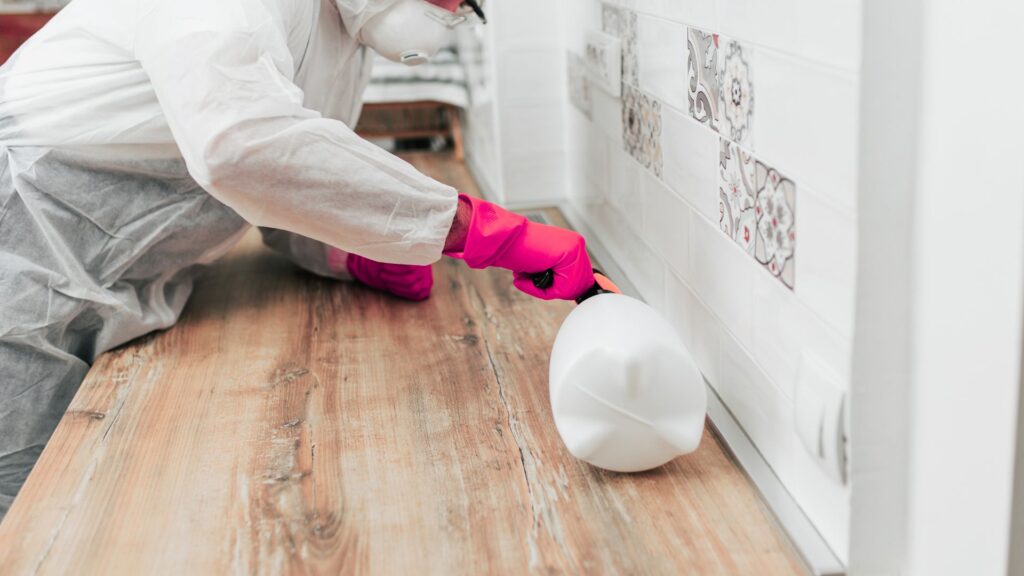 Kammerjäger in Aachen - Schädlingskontrolle Aachen - Schädlingsbekämpfung - Wespen - Ameisen - Mäuse - Ratten - Silberfische