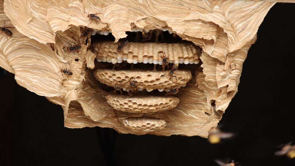 Kammerjäger in der Nähe Aachen - Schädlingskontrolle Aachen - Schädlingsbekämpfung - Wespen - Ameisen - Mäuse - Ratten - Silberfische