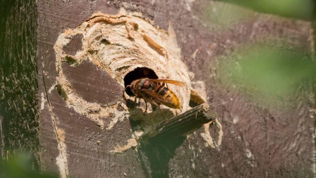 Kammerjäger in der Nähe Aachen - Schädlingskontrolle Aachen - Schädlingsbekämpfung - Wespen - Ameisen - Mäuse - Ratten - Silberfische