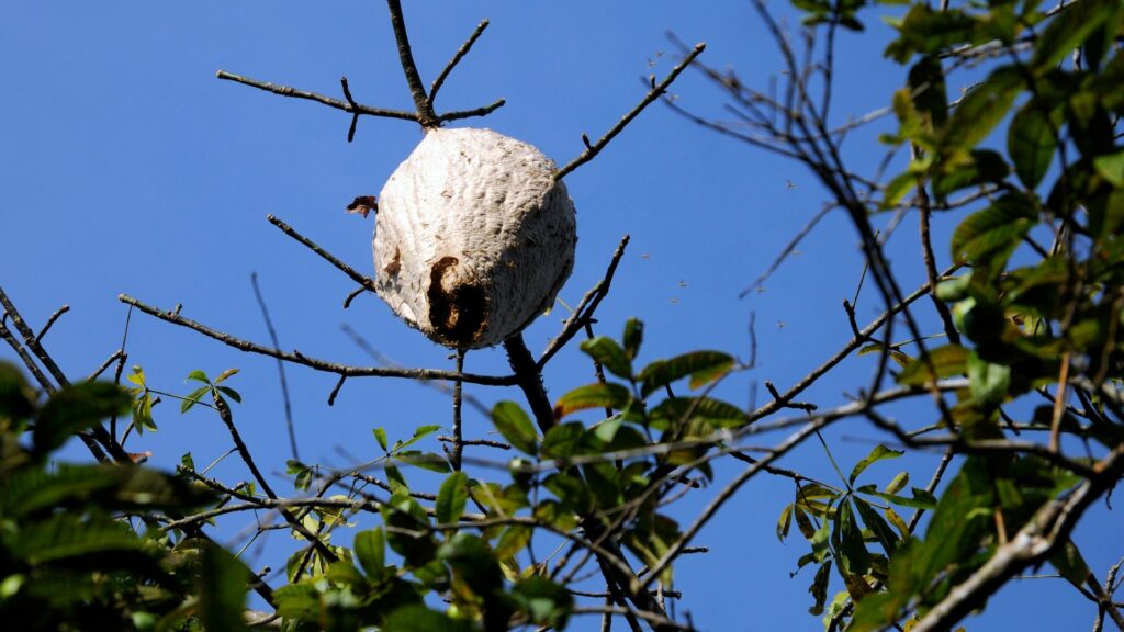 Wespennest entfernen in Aachen - Schädlingskontrolle Aachen - Kammerjäger - Schädlingsbekämpfung - Wespen bekämpfen