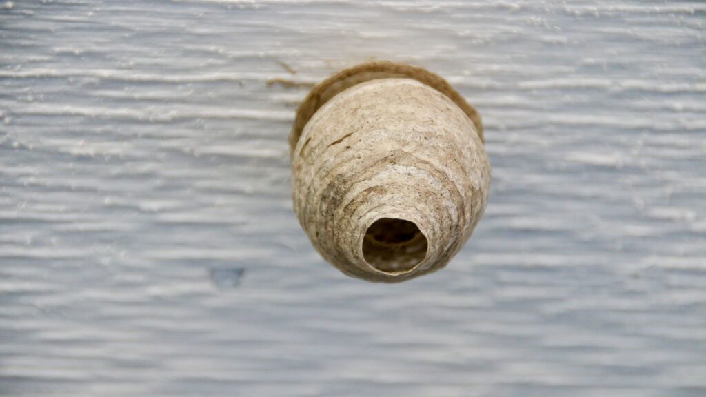 Wespennest entfernen in Aachen - Schädlingskontrolle Aachen - Kammerjäger - Schädlingsbekämpfung - Wespen bekämpfen