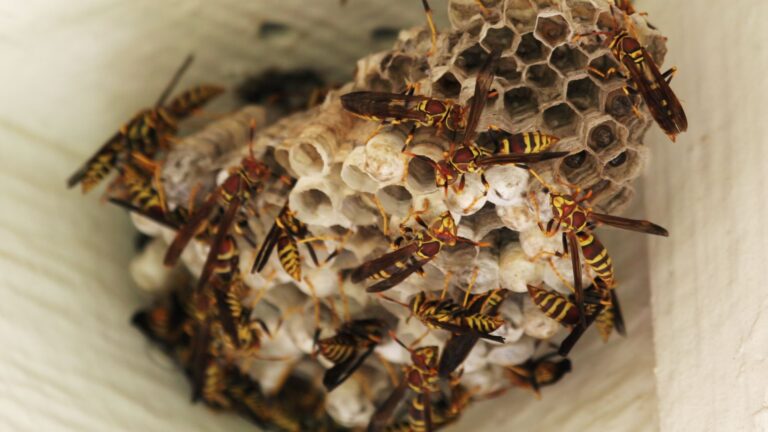Wespennest entfernen in Aachen - Schädlingskontrolle Aachen - Kammerjäger - Schädlingsbekämpfung - Wespen bekämpfen