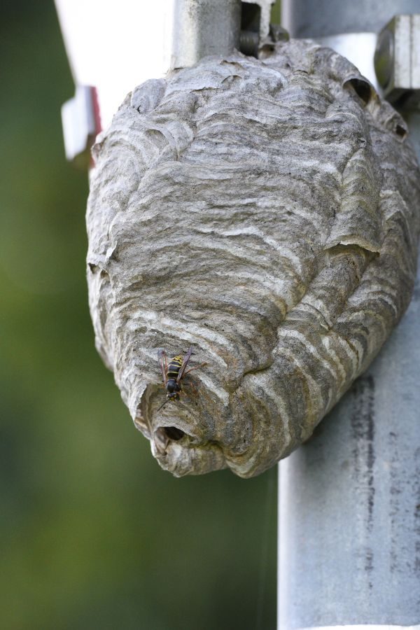 Wespennest entfernen in Aachen - Schädlingskontrolle Aachen - Kammerjäger - Schädlingsbekämpfung - Wespen bekämpfen